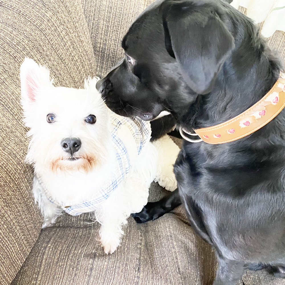 卒業犬ひのでちゃんの近況♪